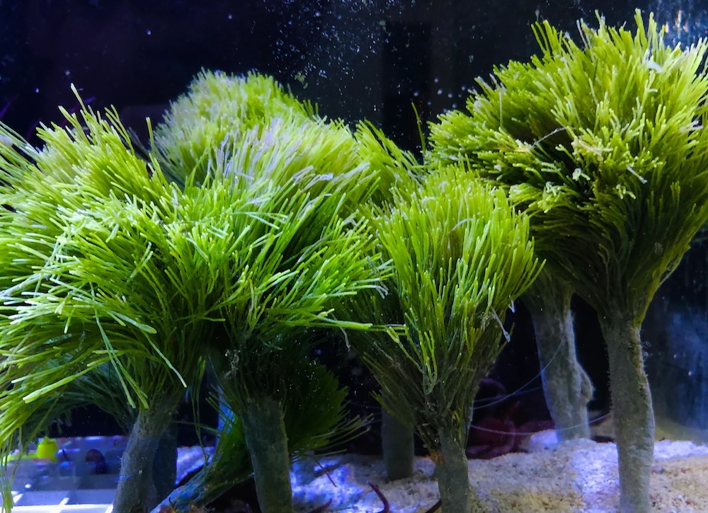 Green plants in an aquarium